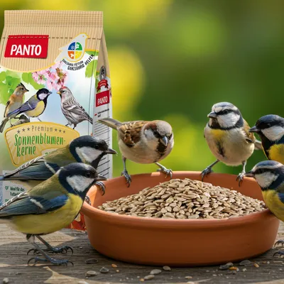 PANTO Sonnenblumenkerne geschält - Wildvogelfutter für Meisen, Finken