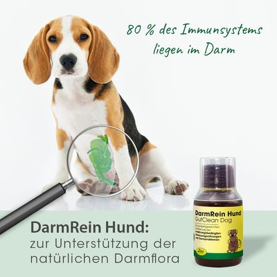 DarmRein Hund