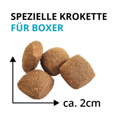 Wildsterne Breed Boxer Wildsterne Breed Boxer