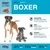 Wildsterne Breed Boxer Wildsterne Breed Boxer