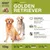 Wildsterne Breed Golden Retriever Wildsterne Breed Golden Retriever
