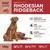 Wildsterne Breed Rhodesian Ridgeback Wildsterne Breed Rhodesian Ridgeback