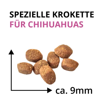 Wildsterne Breed Chihuahua Wildsterne Breed Chihuahua