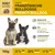 Wildsterne Breed French Bulldog Wildsterne Breed French Bulldog