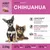 Wildsterne Breed Chihuahua Wildsterne Breed Chihuahua