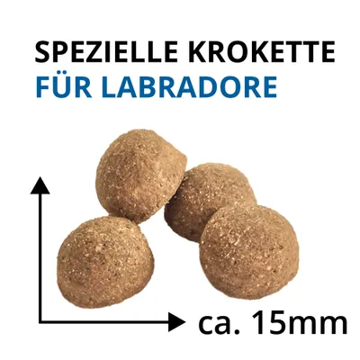 Wildsterne Breed Labrador Retriever Wildsterne Breed Labrador Retriever