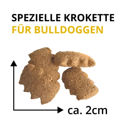 Wildsterne Breed French Bulldog