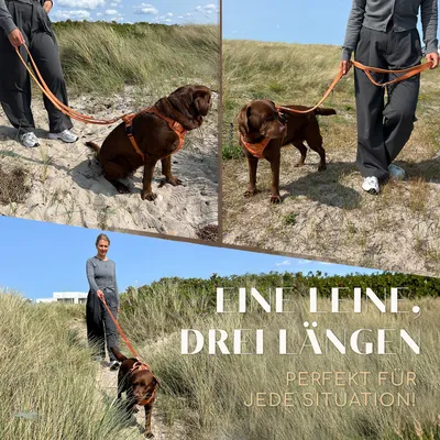 Hundeleine 2m – gepolstert & verstellbar – Führleine in Sunset Orange