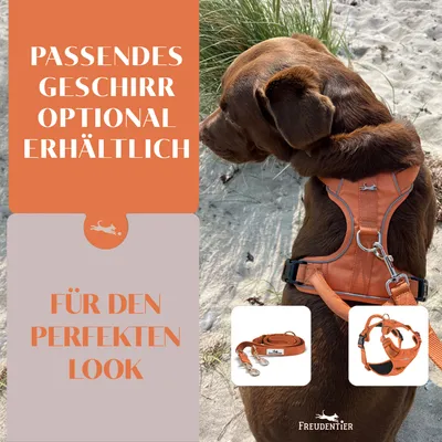Hundeleine 2m – gepolstert & verstellbar – Führleine in Sunset Orange