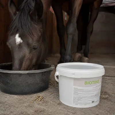 Equi-Win - Biotine - Sabots et Pelage Cheval