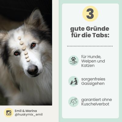 Zistrosen Tabs für Hunde & Katzen