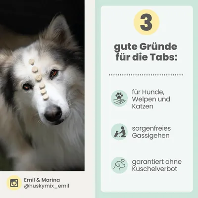 Zistrosen Tabs für Hunde & Katzen Zistrosen Tabs für Hunde & Katzen