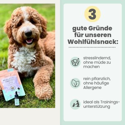 Wohlfühlsnacks für Hunde mit Probiotika bei Stress & Angst