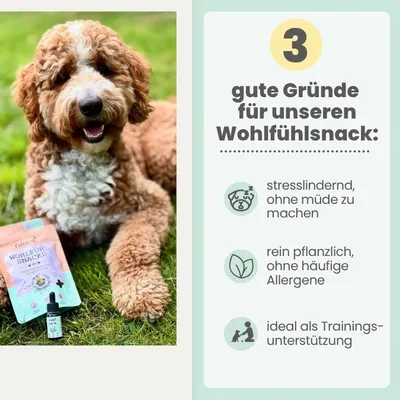 Wohlfühlsnacks für Hunde mit Probiotika bei Stress & Angst Wohlfühlsnacks für Hunde mit Probiotika bei Stress & Angst
