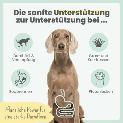 Verdauungsmix für Hunde bei Sodbrennen, Pfotenlecken & Kotfressen
