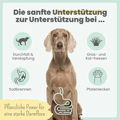 Verdauungsmix für Hunde bei Sodbrennen, Pfotenlecken & Kotfressen Verdauungsmix für Hunde bei Sodbrennen, Pfotenlecken & Kotfressen
