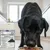 Lyra Pet® Premium-Futterkohle Granulat für Hunde und Katzen