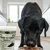 Lyra Pet® Granulés de charbon alimentaire haut de gamme pour chiens + chats Lyra Pet® Granulés de charbon alimentaire haut de gamme pour chiens + chats
