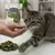 Lyra Pet® Katzengraswürfel gefriergetr. Lyra Pet® Katzengraswürfel gefriergetr.