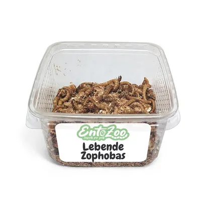 EntoZoo lebende Zoophobas EntoZoo lebende Zoophobas