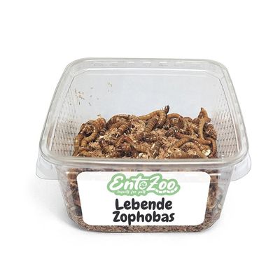 EntoZoo lebende Zoophobas