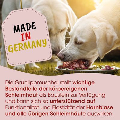 Fit-BARF Grünlippmuschel