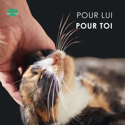 EUSPHERA Huile de CBD pour chat – calmante et riche en vitamines, 10 ml
