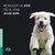 EUSPHERA CBD-Öl für Hunde – entspannend und vitaminreich, 30 ml EUSPHERA CBD-Öl für Hunde – entspannend und vitaminreich, 30 ml