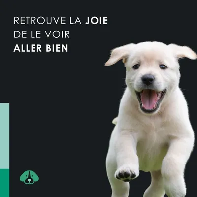 EUSPHERA CBD-Öl für Hunde – entspannend und vitaminreich, 30 ml EUSPHERA CBD-Öl für Hunde – entspannend und vitaminreich, 30 ml
