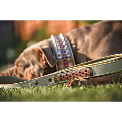 Le collier en bonbon pour chien