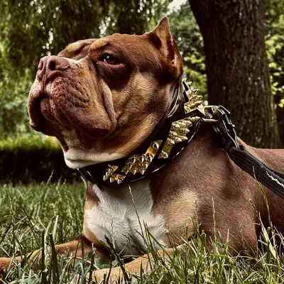 Das Midas Halsband