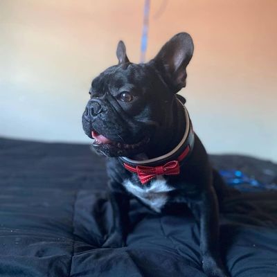 Das Bowtie Halsband Schwarz