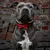 Bowtie Halsband Rot