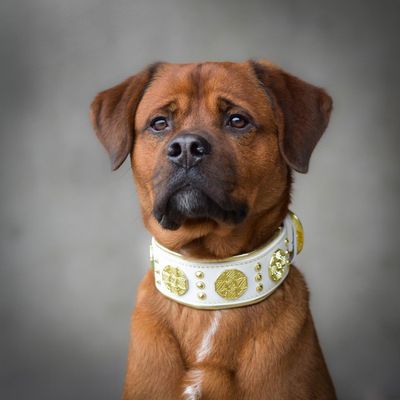Maximus Halsband in weiss