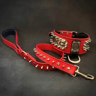 Das ABKC-Halsband Das ABKC-Halsband