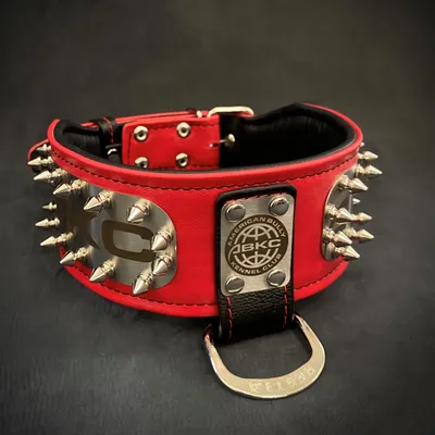 Das ABKC-Halsband Das ABKC-Halsband