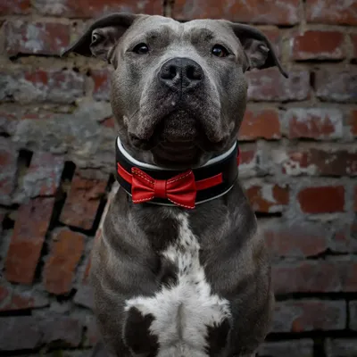 Bowtie Halsband Rot