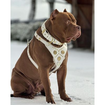 Le collier Maximus 6,3 cm de large blanc & or