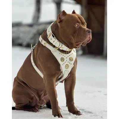 Maximus Halsband in weiss Maximus Halsband in weiss