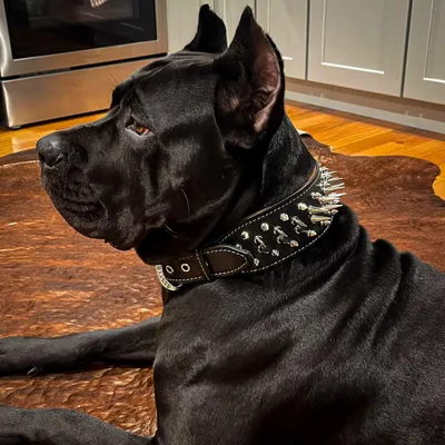 Das Big Boy Halsband