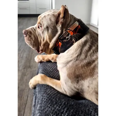Die Scare Collar Limited