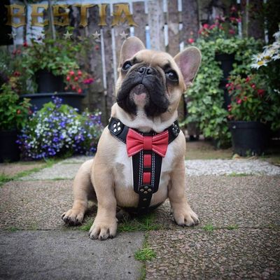 Bestia Bowtie Echtleder Brustgeschirr
