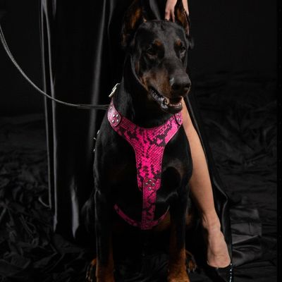 Das Geschirr Rock Python PINK