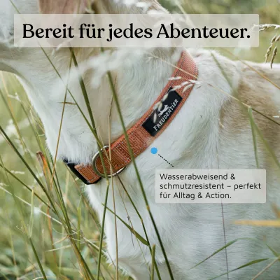 Freudentier Hundehalsband, leicht & gepolstert, Clyde Kollektion