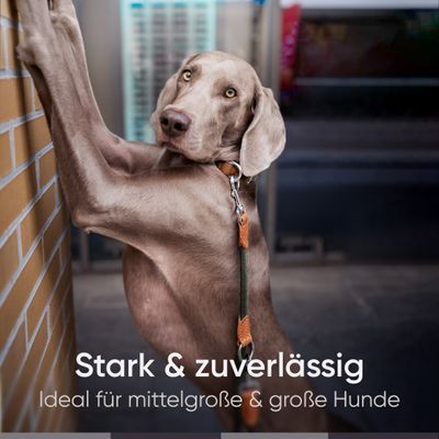 Hundeleine 3m – Freihandleine / Umhängeleine für mittelgroße & große Hunde