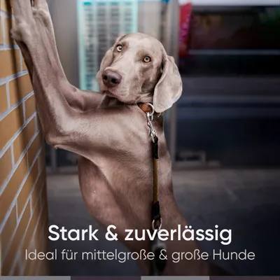 Hundeleine 3m – Freihandleine / Umhängeleine für mittelgroße & große Hunde