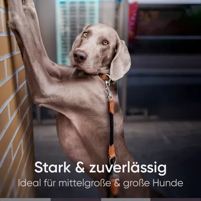 Hundeleine 3m – Freihandleine / Umhängeleine für mittelgroße & große Hunde