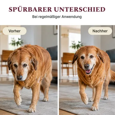 DOG1 Gelenktabletten für Hunde DOG1 Gelenktabletten für Hunde