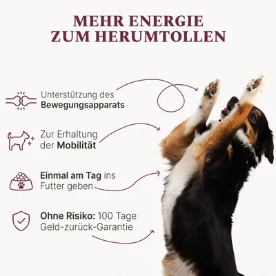 DOG1 Grünlippmuschelpulver Vollfett