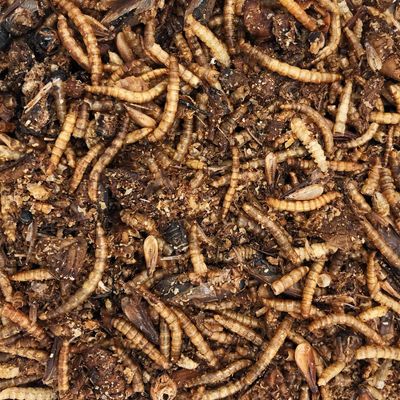 Supravit Insektenmix Vogelfutter